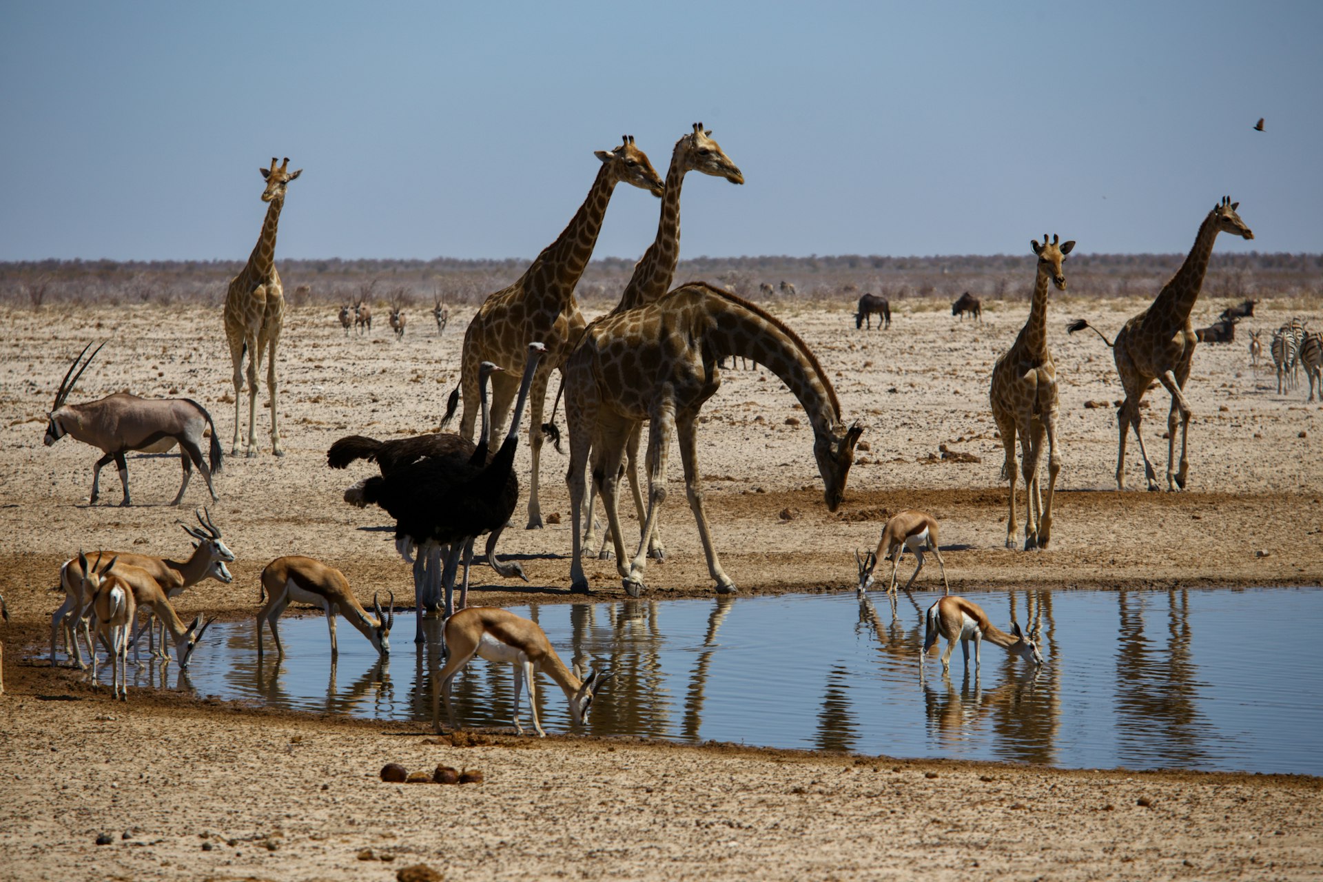 a herd of giraffe standing next to a watering hole